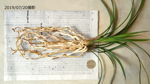 対馬寒蘭 Yahoo!オークション -「対馬 春蘭」(花、園芸) の落札相場・落札価格