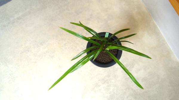 対馬寒蘭 Yahoo!オークション - 寒蘭 対馬寒蘭 中隈産濃紅