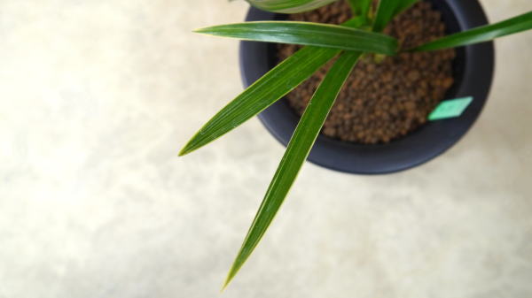 春蘭　韓国春蘭　栄光No.6 韓国春蘭「新羅」 | K-B.M