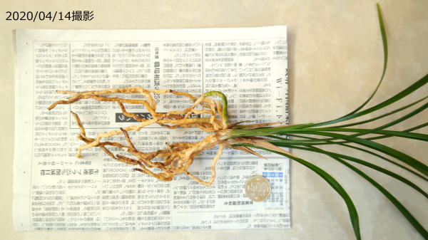 寒蘭 明ノ星