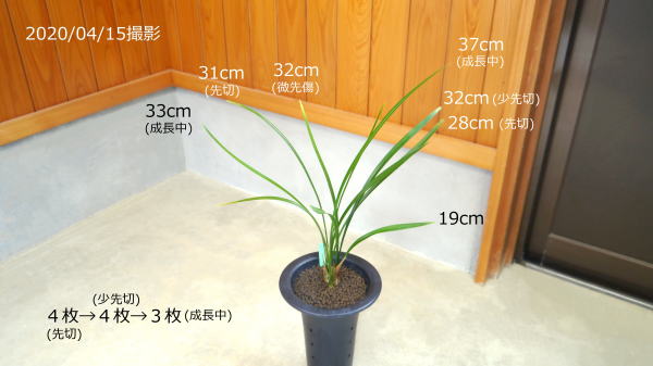 寒蘭 明ノ星