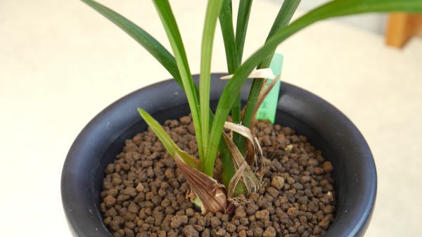 寒蘭 寒蘭 梅弁金鵄