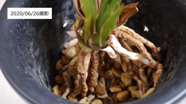 寒蘭 力和