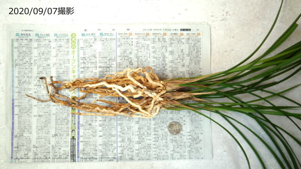 寒蘭-25299-4H　568　8番薄桃花×べからずの黒　花芽つき 寒蘭-25299-4H 568 8番薄桃花×べからずの黒 花芽つき 寒蘭-