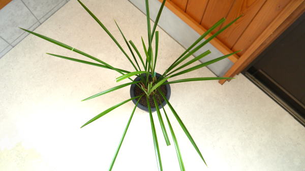 寒蘭-25299-4H　568　8番薄桃花×べからずの黒　花芽つき 寒蘭-25299-4H 568 8番薄桃花×べからずの黒 花芽つき