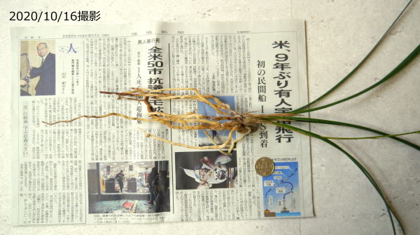 寒蘭 日向