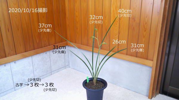 寒蘭 日向