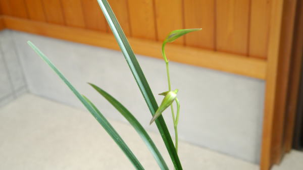寒蘭 日向