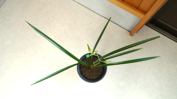 寒蘭 日向