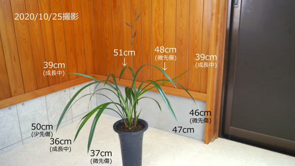 寒蘭 西海の誉