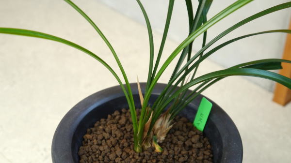 最前線の 阿波寒蘭銘品『翡翠』青々大輪花 中木5条 寒蘭 春蘭 東洋蘭