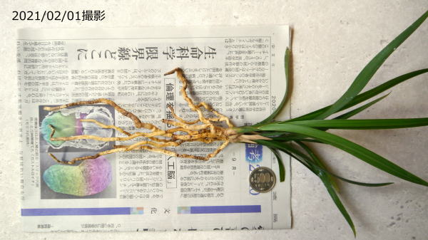 寒蘭 極楽鳥