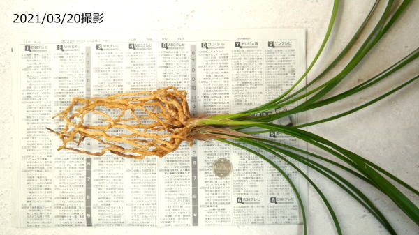寒蘭 静素