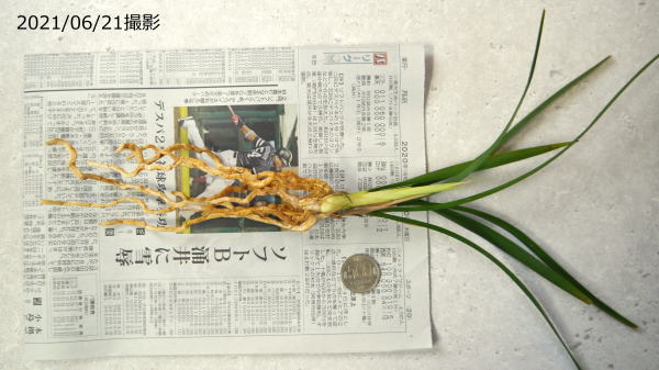 寒蘭-065　66-2HA　豊雪×極楽鳥　苗　交配種 寒蘭・豊雪（ほうせつ）| 種・苗・ガーデニング用品の【タキイ