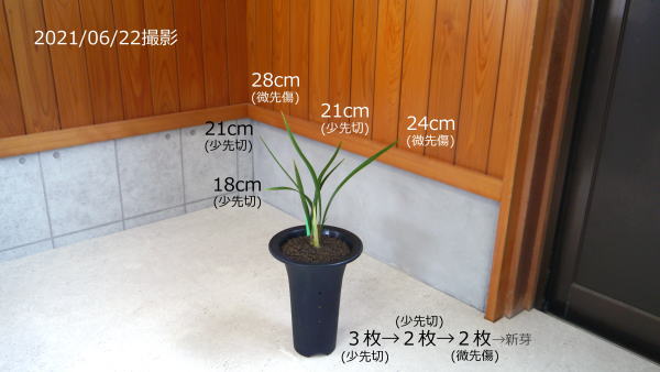 寒蘭、銘品、豊雪成木花付き、素心です Yahoo!オークション -「寒蘭 豊雪」の落札相場・落札価格
