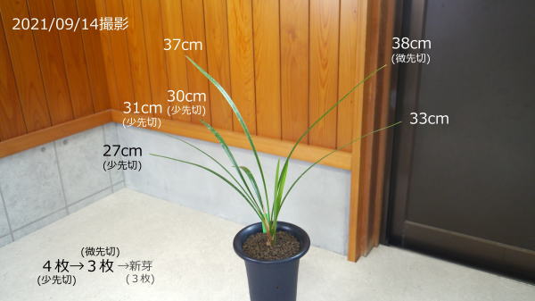 寒蘭-25318-5H まとめ売り 13苗 交配種 寒蘭の販売を行う「寒蘭園