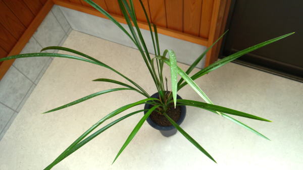 寒蘭 四万十川の誉 赤花