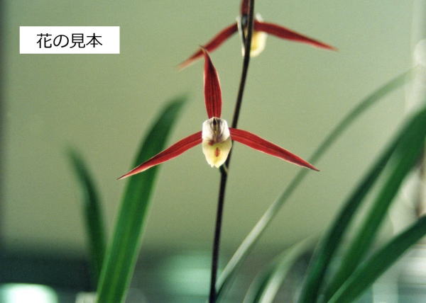 寒蘭 四万十川の誉