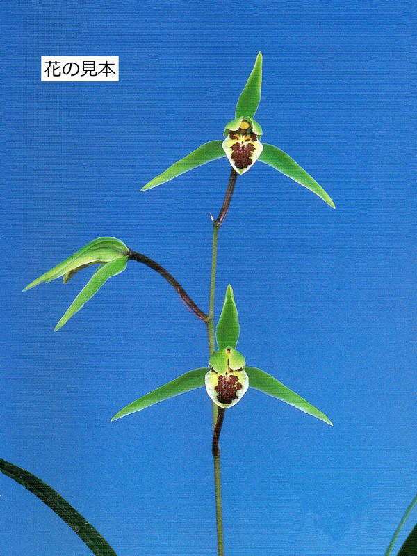 寒蘭　黒牡丹　花芽有り 寒蘭 黒牡丹