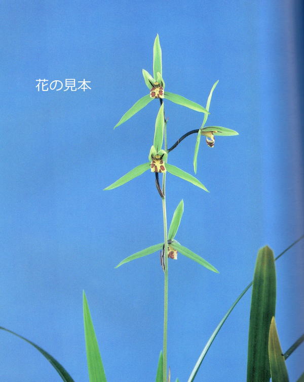 寒蘭 寒蘭専門店 東洋蘭センター / 鹿児島県産 薩摩寒蘭