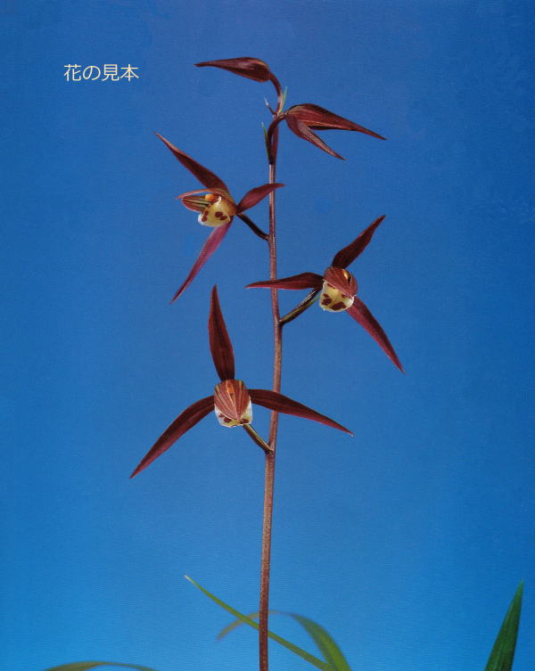 寒蘭 緋の舞