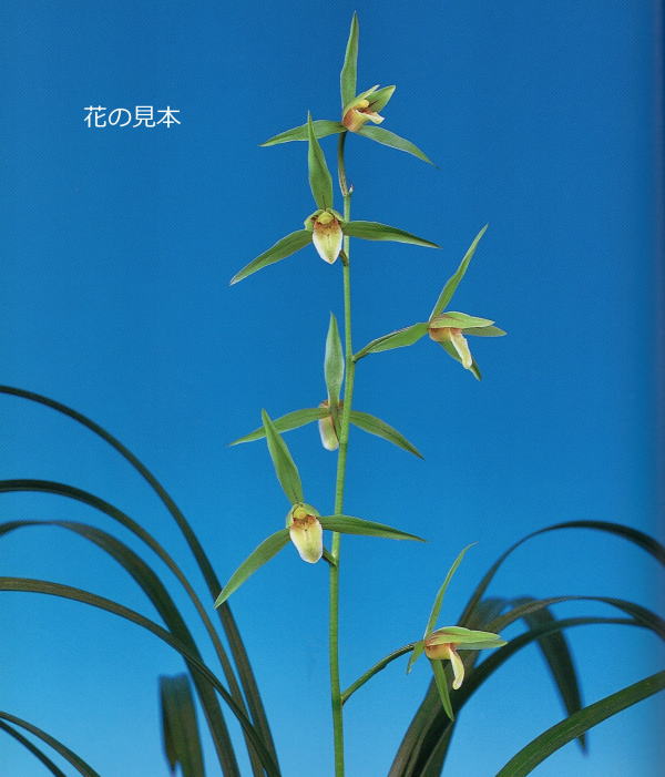 五島寒蘭銘品『翠翁』中木4条　寒蘭　春蘭　東洋蘭 五島寒蘭銘品『翠翁』中木4条 寒蘭 春蘭 東洋蘭 - メルカリ