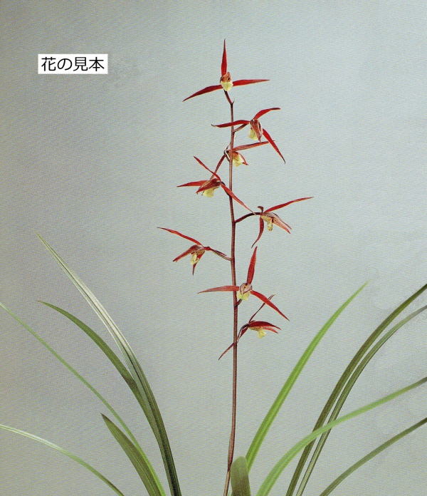 VIP価格☆【花】寒蘭-26147-4HD 586 紅無点系×紅鷲