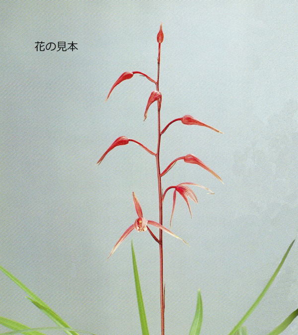 img130-nikkou-01.jpg