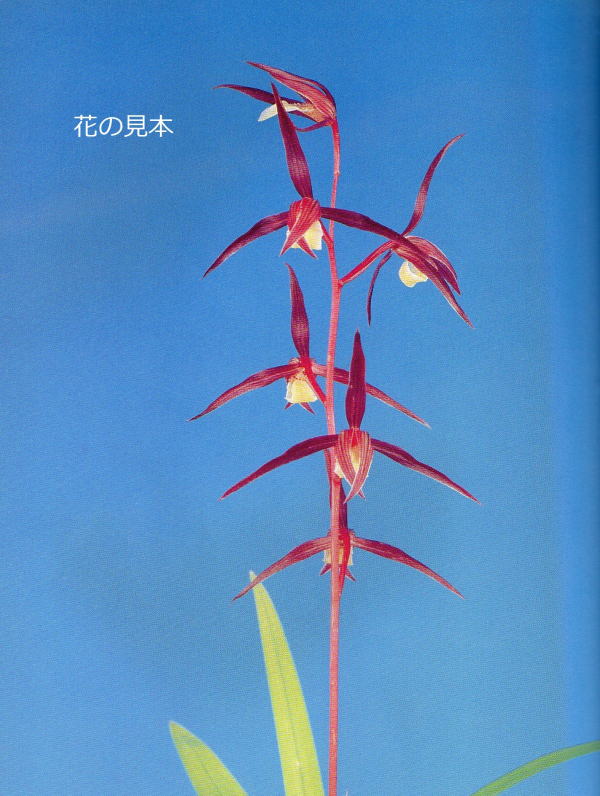 寒蘭-534-4H　桃花無点×渚　苗　交配種　未開花株 寒蘭-534-4H 桃花無点×渚 苗 交配種 未開花株