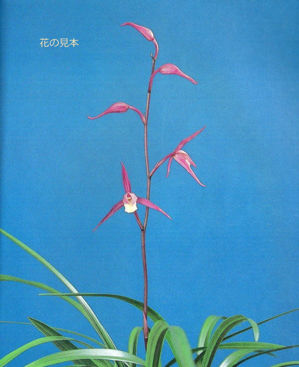 対馬寒蘭 寒蘭 三世冠