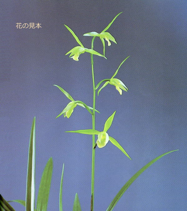 寒蘭 白妙 素心 3本立＋新芽 寒蘭 春蘭 銘品 南雪 3条