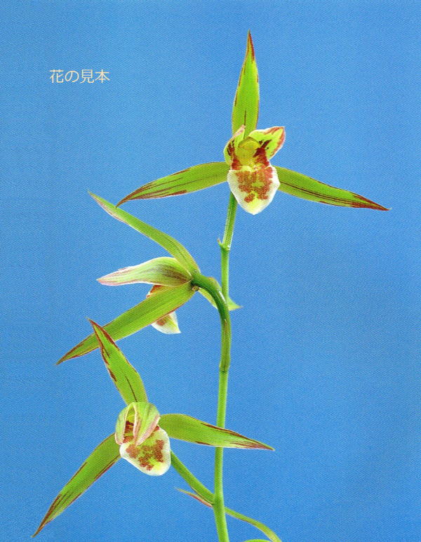 寒蘭 日向