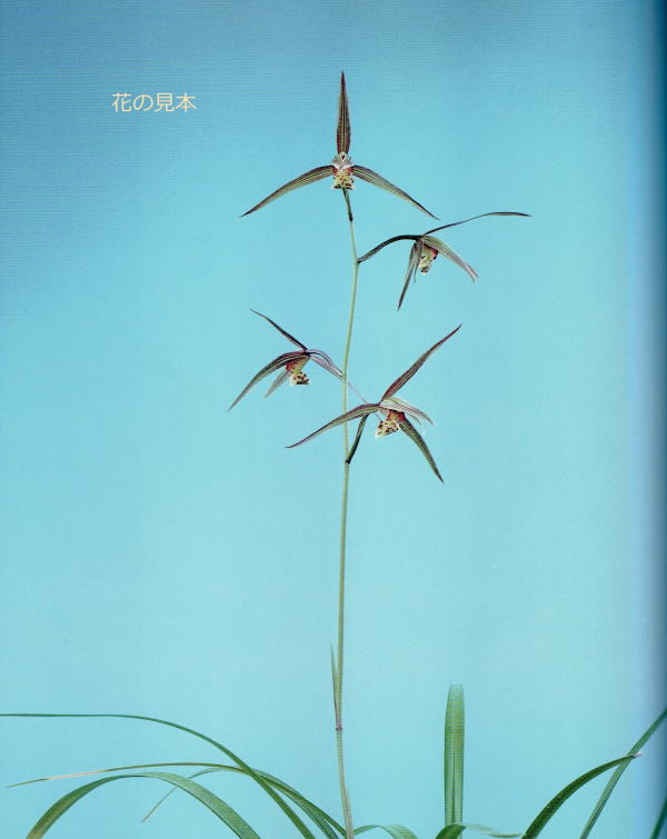 寒蘭 天山更紗