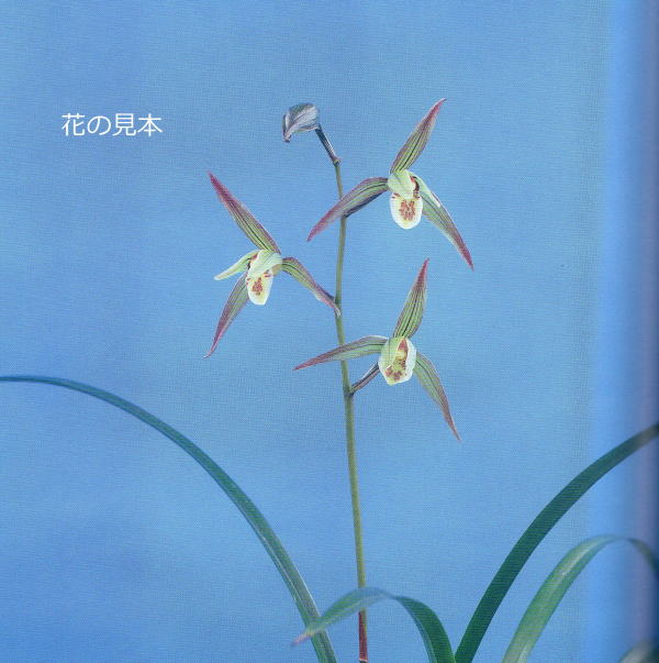 寒蘭-025　ラベル落ち　美しい紺覆輪　苗　交配種 寒蘭-025 ラベル落ち 美しい紺覆輪 苗 交配種