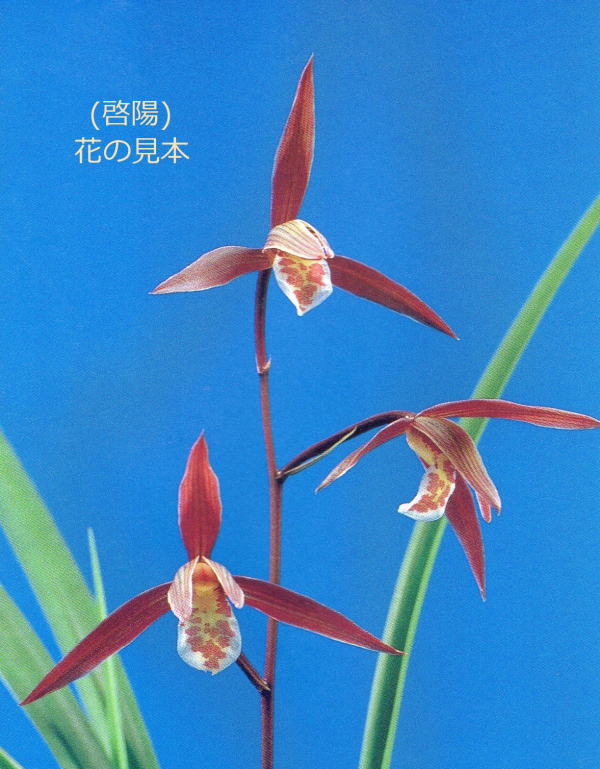 寒蘭、啓陽 寒蘭 啓陽・徳島のチャボ