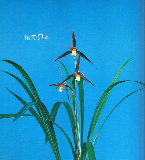 寒蘭 赤帝