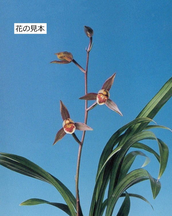 寒蘭-028 111-5H3 素光×力王 苗 交配種 寒蘭-028 111-5H3 素光×力王 苗