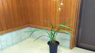 一括譲渡　寒蘭 隼、黒鷲、極楽鳥の交配種、聖紅の4点を寒蘭に追加しました。 « 寒蘭