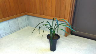 寒蘭 商品紹介1