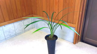 寒蘭　黒牡丹　花芽有り 寒蘭 黒牡丹