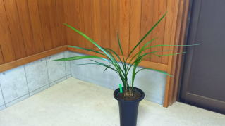 寒蘭-025　ラベル落ち　美しい紺覆輪　苗　交配種 寒蘭-025 ラベル落ち 美しい紺覆輪 苗 交配種 寒蘭-025 ラベル落ち