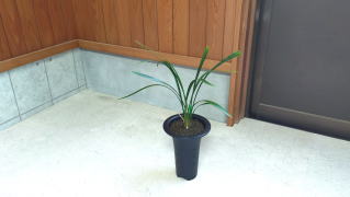 IMG20260531104708-seiryuu-