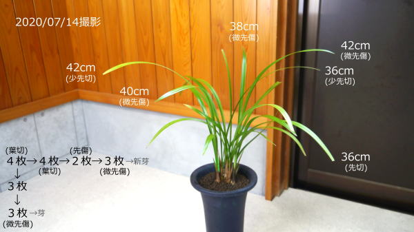 寒蘭 白楽天 寒蘭 白楽天