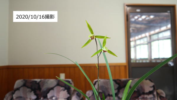寒蘭 王道