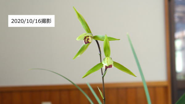 寒蘭 王道