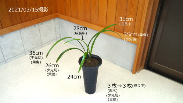 寒蘭 日本一