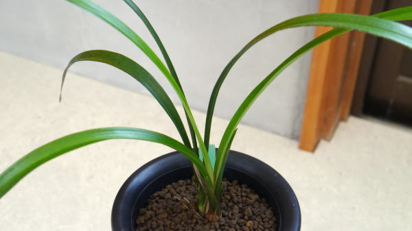 一括譲渡　寒蘭 寒蘭商品リスト(2023年5月22日)【東美園】