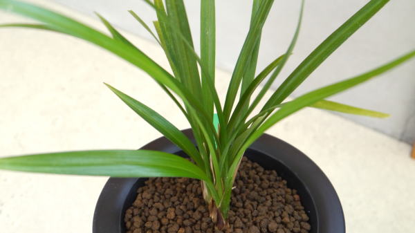 寒蘭　金縁鉢　3個セット 寒蘭 天元