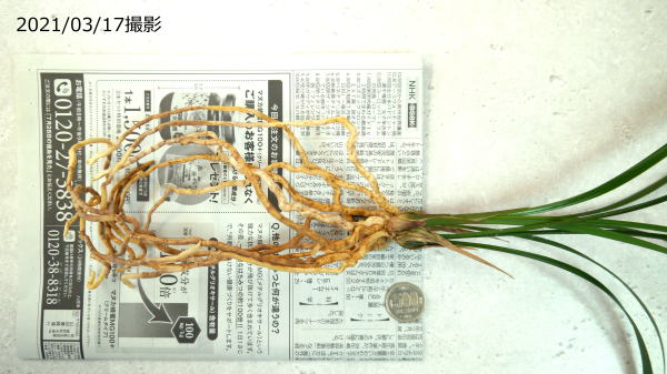 寒蘭 紅鷲