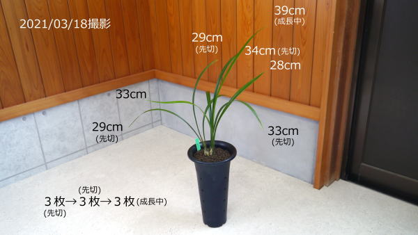 ★流木　マングローブ　２８　S 33cm ★ 天然 マングローブ 流木 3個セット Ｓ（サイズ・約８